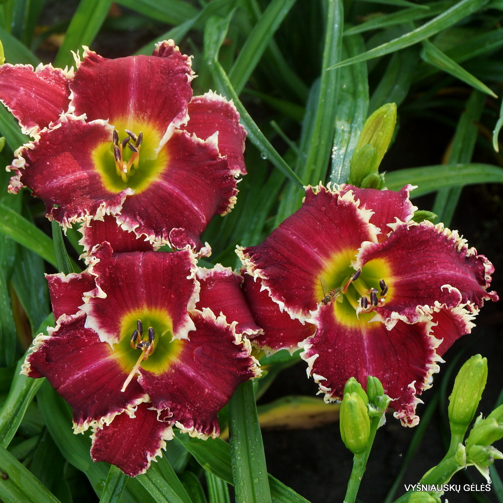 Daylily 'Shark Infested Waters' (3)