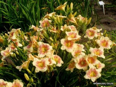 Daylily 'When My Sweetheart Returns' (2)