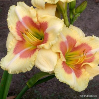 Daylily 'When My Sweetheart Returns'