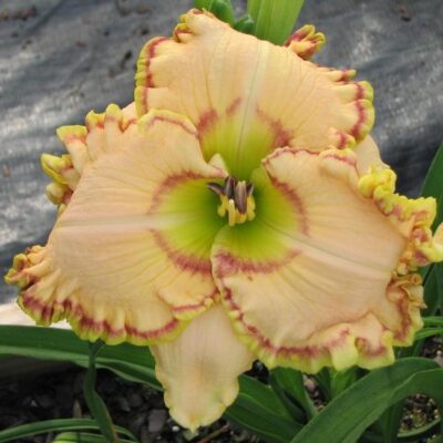 'Ellis Powell'