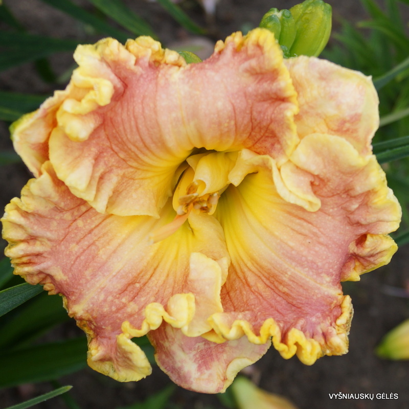 Fine French Porcelain (2)