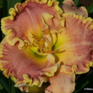 Fine French Porcelain