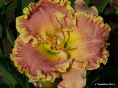 Fine French Porcelain