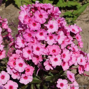 Flioksai-Šluotelinis flioksas ‘Argus‘