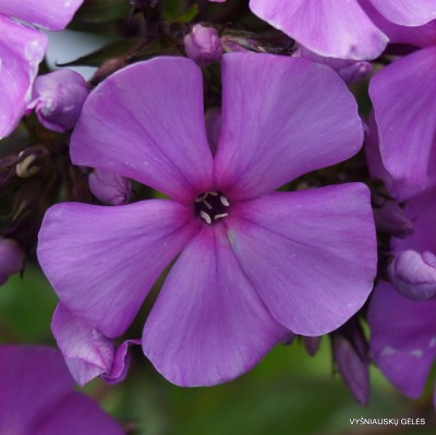 Flioksai ‘Biervliet Selekt’ (2)