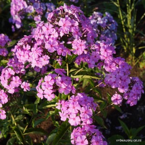 Flioksai ‘Biervliet Selekt’