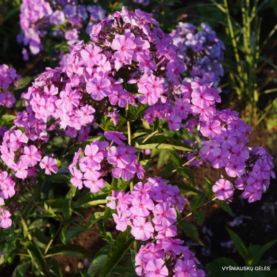 Flioksai ‘Biervliet Selekt’