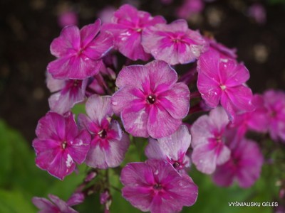 Flioksai ‘Florans‘ (10)