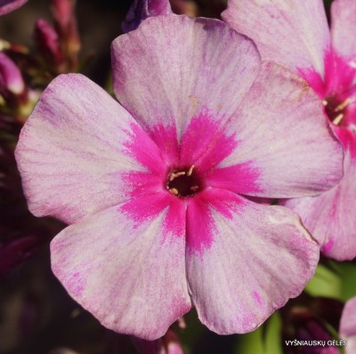 Flioksai ‘Florans‘ (2)