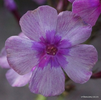 Flioksai ‘Florans‘ (3)