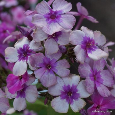 Flioksai ‘Florans‘ (4)