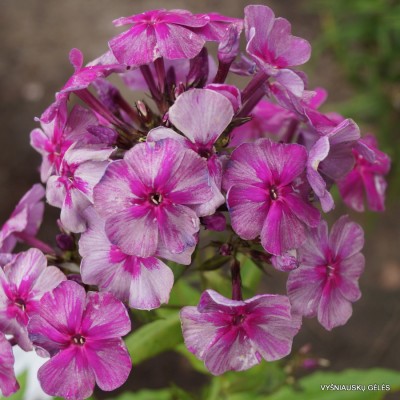 Flioksai ‘Florans‘