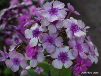 Flioksai ‘Florans‘ (5)