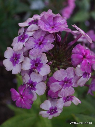 Flioksai ‘Florans‘ (6)