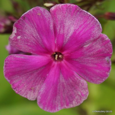 Flioksai ‘Florans‘ (7)