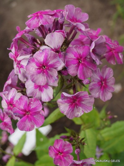 Flioksai ‘Florans‘ (8)