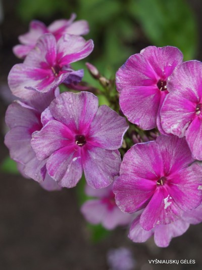 Flioksai ‘Florans‘ (9)