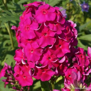 Flioksai ‘Karminvorläufer‘