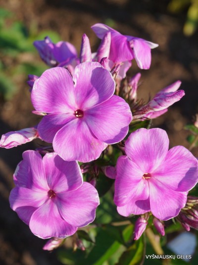 Flioksai ‘Sandro Botticelli‘