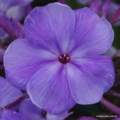 Flioksai ‘Sandro Botticelli‘ (2)