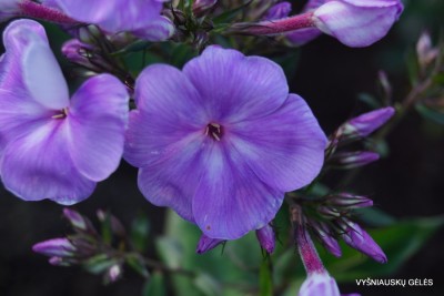 Flioksai ‘Sandro Botticelli‘ (3)