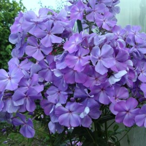 Flioksai ‘Sandro Botticelli‘