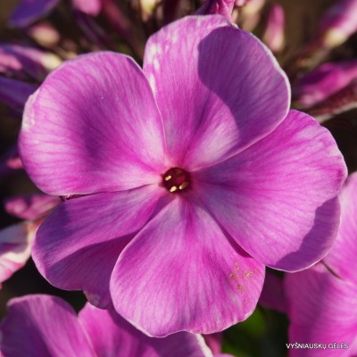 Flioksai ‘Sandro Botticelli‘ (4)