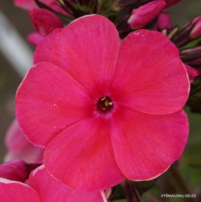 Flioksai ‘Tikhie Zori‘ (2)