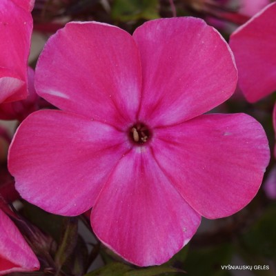 Flioksai ‘Tikhie Zori‘ (3)