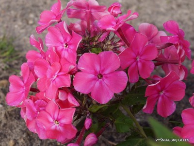 Flioksai ‘Tikhie Zori‘ (4)