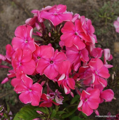 Flioksai ‘Tikhie Zori‘