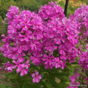 Phlox-‘Baryshnya‘-1
