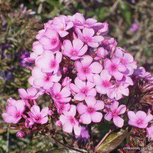 Phlox ‘Chocolate‘