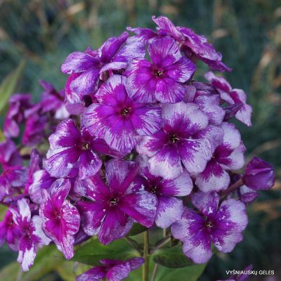 Phlox ‘Drakon‘