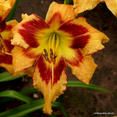 Raspberry Butterflies
