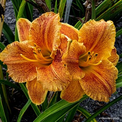 Spacecoast Freaky Tiki’