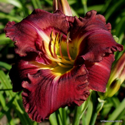 U Know U Want Me (2)