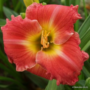 Viendienės ‘Cupid‘s Cowboy’