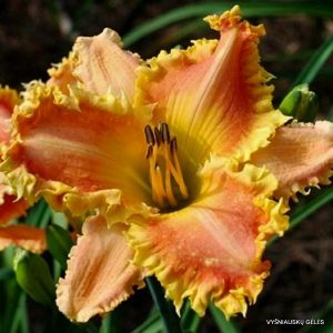daylily-Bass-Gibson-2