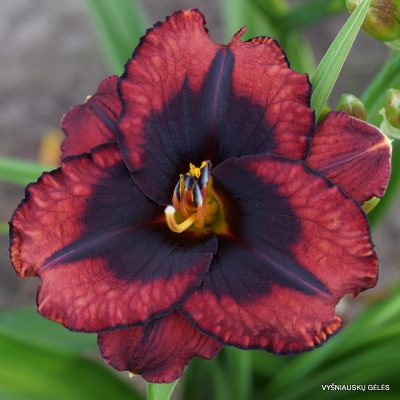 daylily-Broadway-Last-Mohican-1