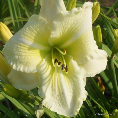 daylily 'Flutter of Angels'