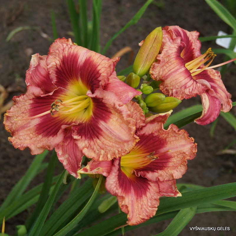 daylily-In-Her-Shoes 1