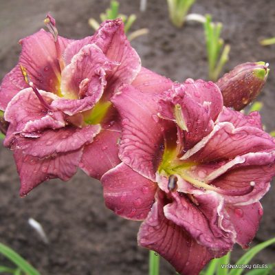 daylily-Nice-and-Easy