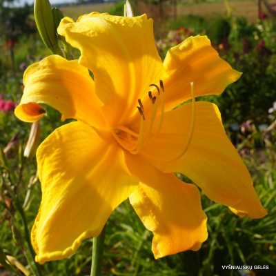 daylily-One-Above-You