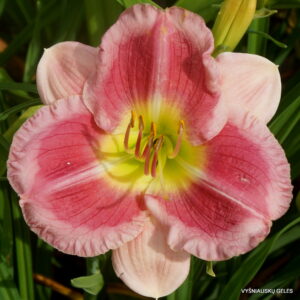 daylily 'Party Pinafore'