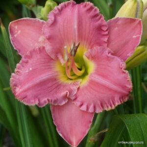 daylily 'Ride the Wind'