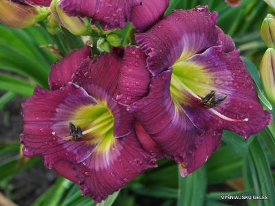 daylily-Self-Determination-2-1