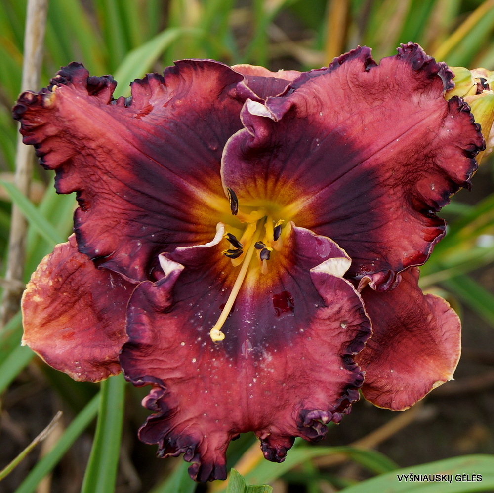 daylily 'The Band Played On' (2)