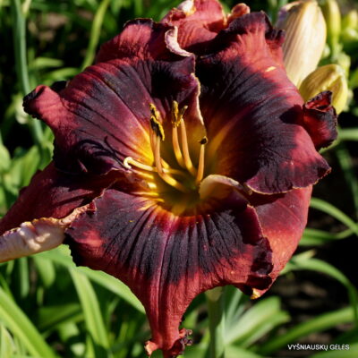 daylily 'The Band Played On'