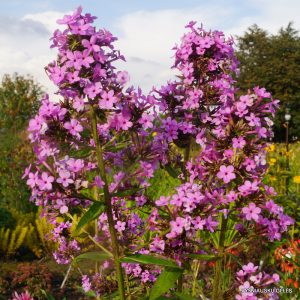 flioksai-‘Jeana‘